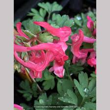 Attēlu rezultāti vaicājumam “Corydalis solida leaf”