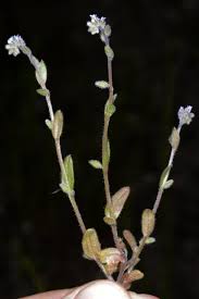 Attēlu rezultāti vaicājumam “Myosotis stricta”