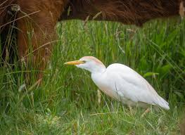 Attēlu rezultāti vaicājumam “Bubulcus ibis”