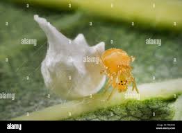 Attēlu rezultāti vaicājumam “Paidiscura pallens”