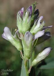 Attēlu rezultāti vaicājumam “Medicago sativa subsp. sativa flower”