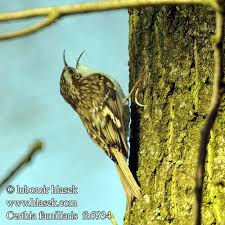 Attēlu rezultāti vaicājumam “Certhia familiaris”