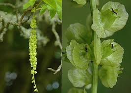 Attēlu rezultāti vaicājumam “Pterocarya fraxinifolia leaf”