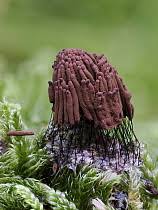 Attēlu rezultāti vaicājumam “Stemonitis virginiensis spores”