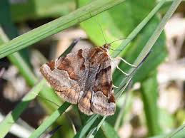 Attēlu rezultāti vaicājumam “Euclidia glyphica”