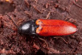 Attēlu rezultāti vaicājumam “Ampedus pomorum”