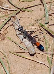 Attēlu rezultāti vaicājumam “Ammophila sp.”