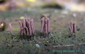 Attēlu rezultāti vaicājumam “Stemonitopsis hyperopta”