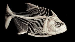 Image result for Prestatyn Piranhas