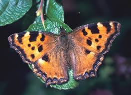 Attēlu rezultāti vaicājumam “Nymphalis polychloros upperside”