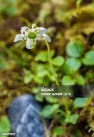 Attēlu rezultāti vaicājumam “Moneses uniflora flower”