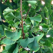 Attēlu rezultāti vaicājumam “Ginkgo biloba leaf”