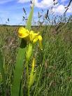 Lily, Lackboy. It is located here C4049 : Road at Lackboy - via Daymix