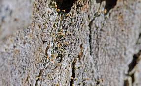 Attēlu rezultāti vaicājumam “Sclerophora pallida”