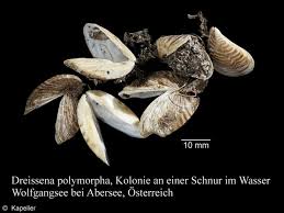 Attēlu rezultāti vaicājumam “Dreissena polymorpha”