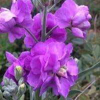 Image result for Levkoje