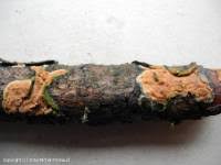 Attēlu rezultāti vaicājumam “Gloeoporus taxicola”