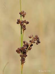 Attēlu rezultāti vaicājumam “Juncus gerardii bud”
