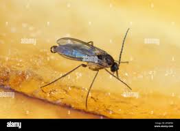 Attēlu rezultāti vaicājumam “Sciaridae”