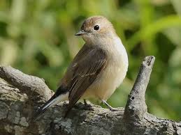 Image result for Ficedula albicilla