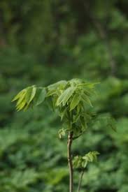 Attēlu rezultāti vaicājumam “Juglans mandshurica”