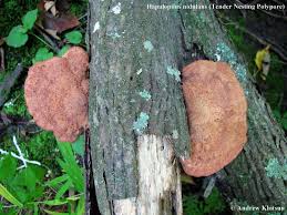 Attēlu rezultāti vaicājumam “Hapalopilus nidulans”