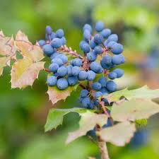 Attēlu rezultāti vaicājumam “Mahonia aquifolium fruit”