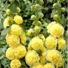 Image result for Alcea (althaea) rosea