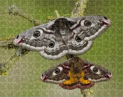 Attēlu rezultāti vaicājumam “Saturnia pavonia female”