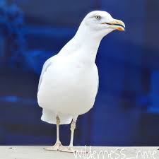 Attēlu rezultāti vaicājumam “Larus argentatus”