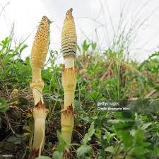 Attēlu rezultāti vaicājumam “Equisetum pratense”