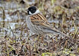 Attēlu rezultāti vaicājumam “Emberiza schoeniclus”
