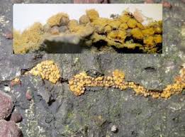 Attēlu rezultāti vaicājumam “Perichaena corticalis”