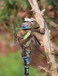 Attēlu rezultāti vaicājumam “Aeshna mixta male”