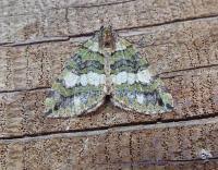 Attēlu rezultāti vaicājumam “Hydriomena furcata”