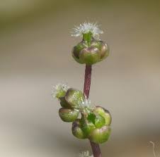 Attēlu rezultāti vaicājumam “Triglochin maritimum flower”