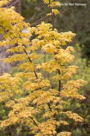 Image result for Acer palmatum `Orange Dream`