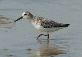 Attēlu rezultāti vaicājumam “Calidris falcinellus adult”