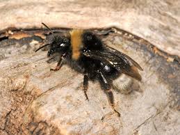 Attēlu rezultāti vaicājumam “Psithyrus sylvestris”