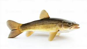 Image result for Sander lucioperca