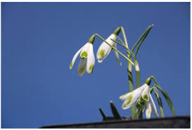 Attēlu rezultāti vaicājumam “Galanthus nivalis flower”