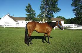 Image result for Cliff Hatch Stables