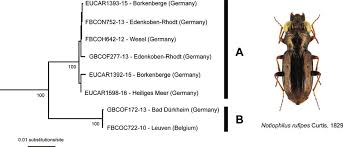 Attēlu rezultāti vaicājumam “Notiophilus palustris”
