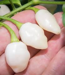 Afbeeldingsresultaat voor white habanero hot pepper
