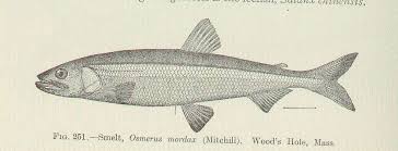 Image result for Osmerus mordax