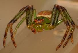 Attēlu rezultāti vaicājumam “Diaea dorsata”