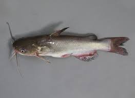 Image result for Ariopsis felis