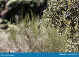 Attēlu rezultāti vaicājumam “Phylloscopus trochilus nest”
