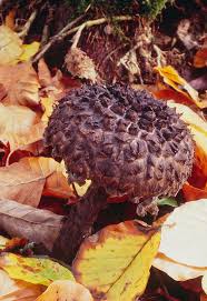 Attēlu rezultāti vaicājumam “Strobilomyces strobilaceus”