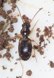 Attēlu rezultāti vaicājumam “Bembidion quadrimaculatum”